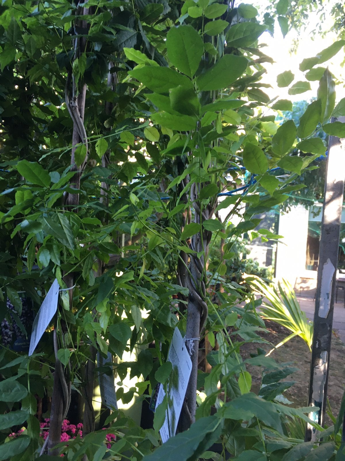 Blauwe regen. Wisteria 220 cm hoog, Ophalen, Volle zon, Vaste plant, Klimplanten