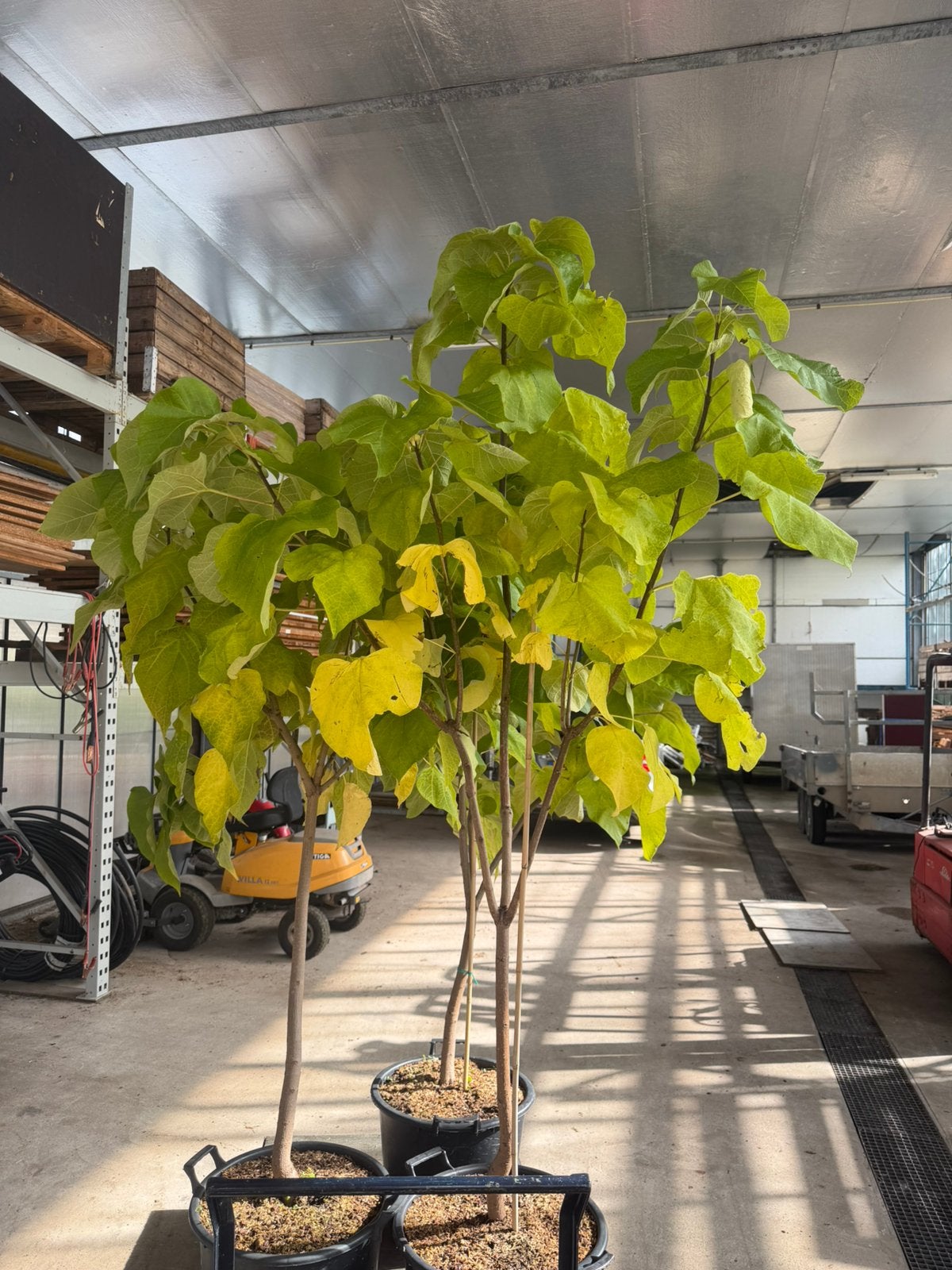 Catalpa/ trompetboom, Ophalen, Lente