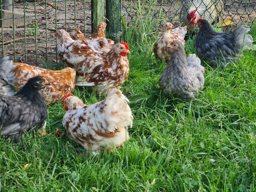 Cochin kriel rood wit gepareld, Dieren en Toebehoren, Pluimvee, Mannelijk, Kip
