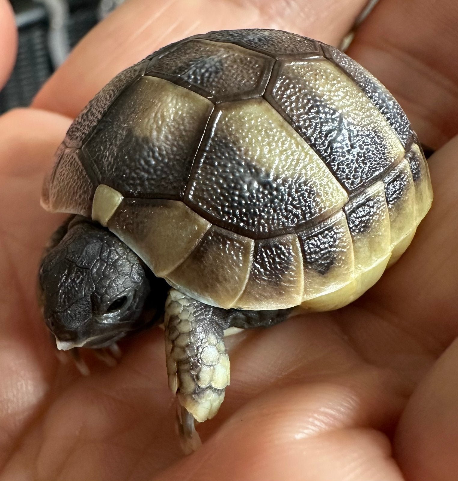 Zeer mooie en gezonde jonge Griekse landschildpad., Schildpad, Tam, 0 tot 2 jaar