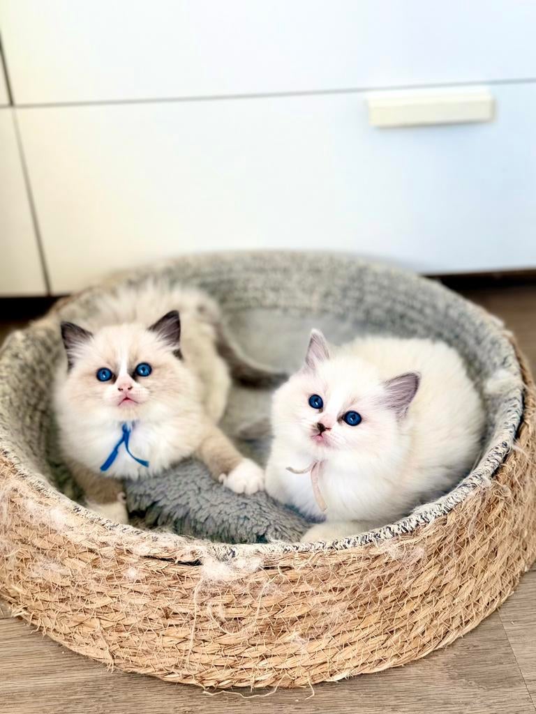 Ragdoll kitten met stamboom(fokken), Dieren en Toebehoren, Meerdere dieren, Met stamboom, 0 tot 2 jaar