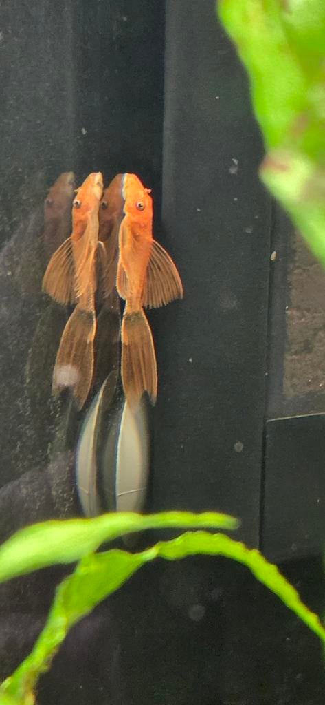 Jonge L144 RED longfin, Dieren en Toebehoren, Vis, Zoetwatervis