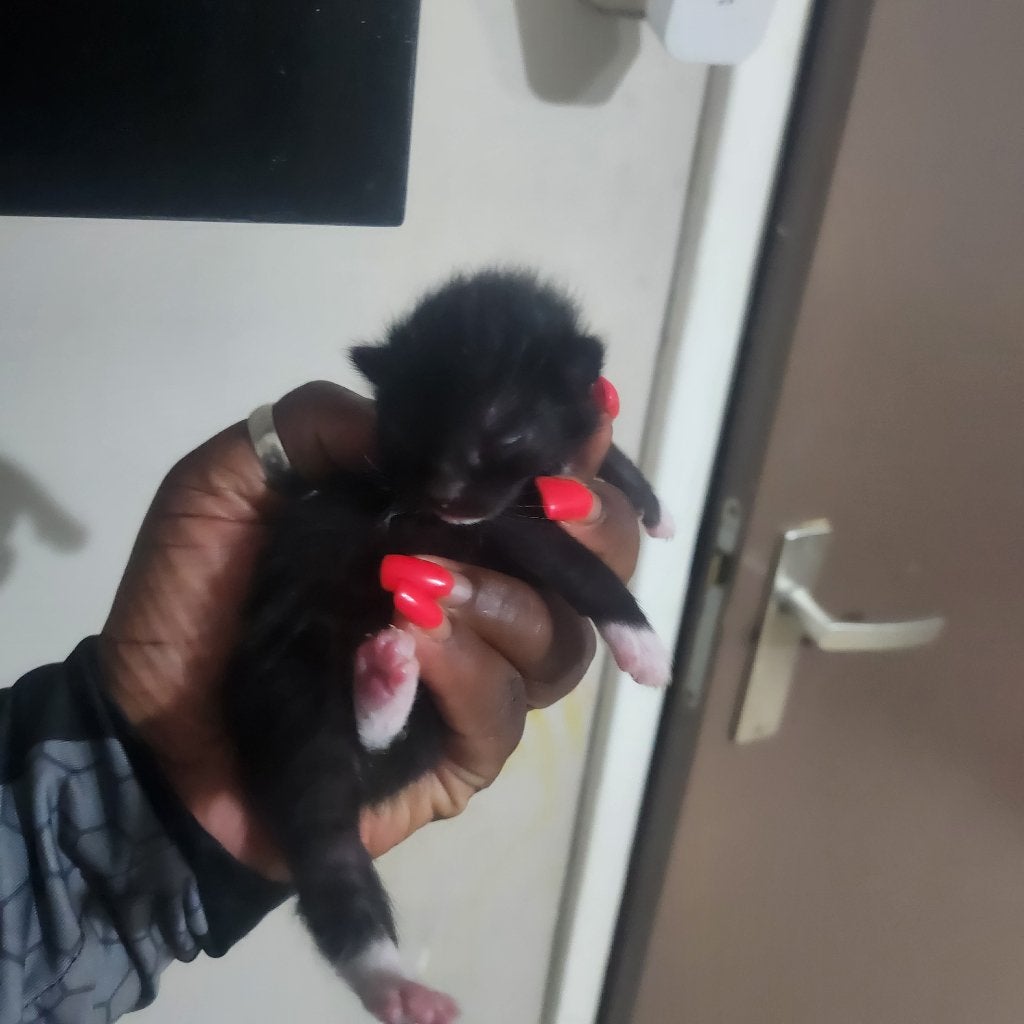 Kittens te koop, Meerdere dieren, Kortharig, 0 tot 2 jaar