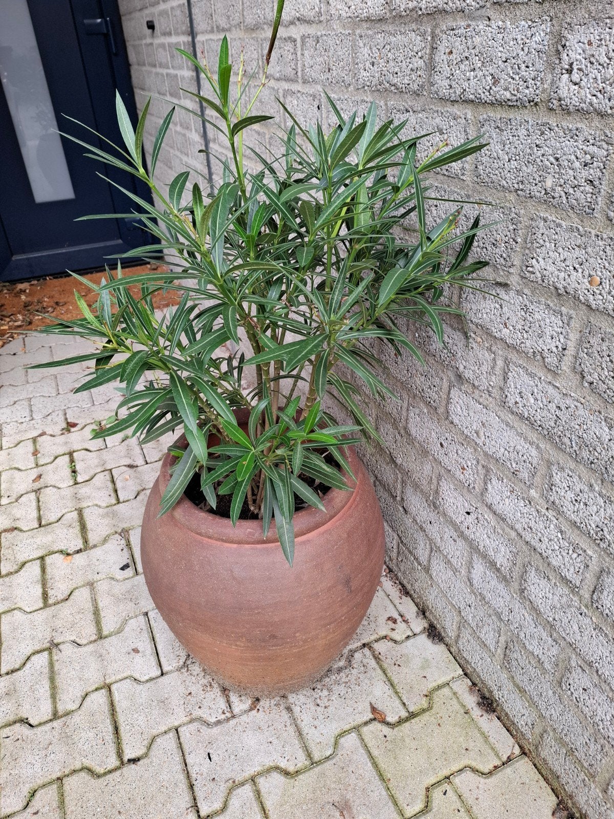 Grote terracotta bloempot met plant, Ophalen, Gebruikt, 40 cm of meer, Rond
