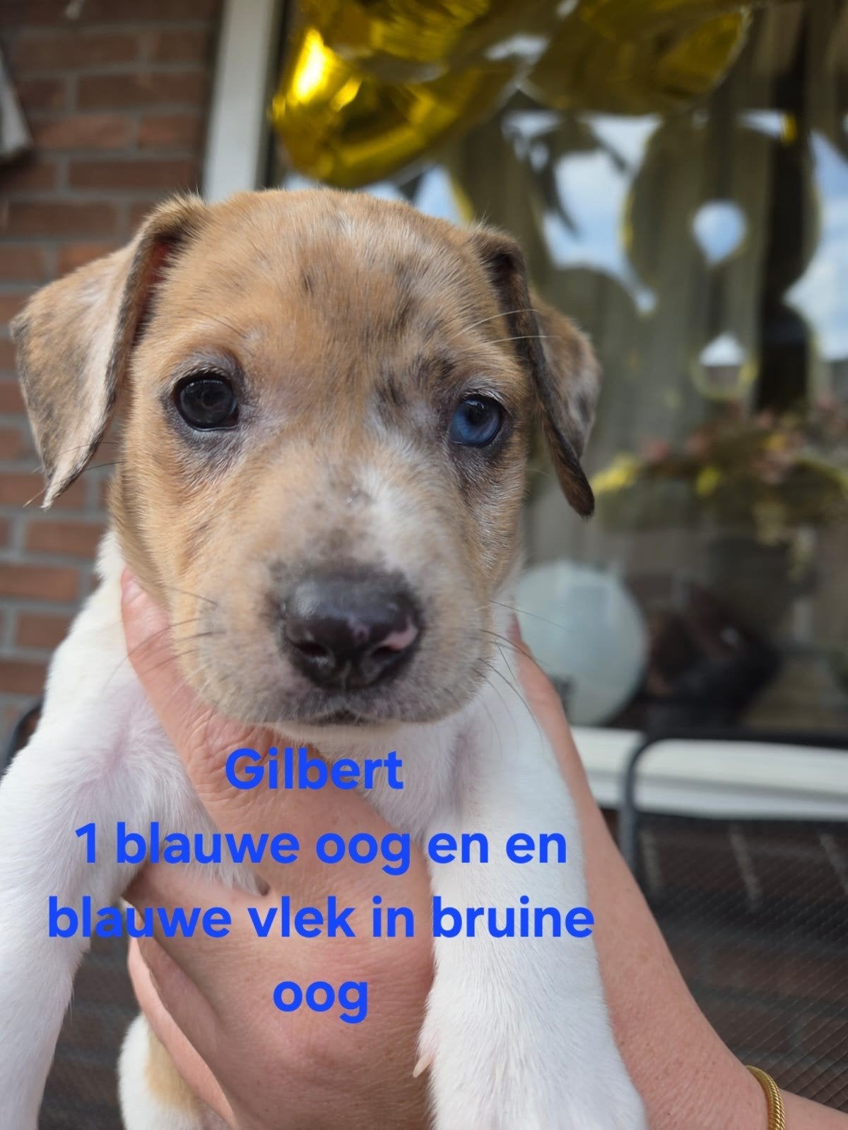 Jackrussel pups laagbenige Merle Brindle blauw ogen, Dieren en Toebehoren, Jack Russell Terriër, 8 tot 15 weken, Meerdere dieren
