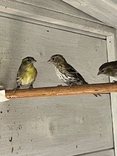 Europese sijsjes, Meerdere dieren, Wildzangvogel, Geringd