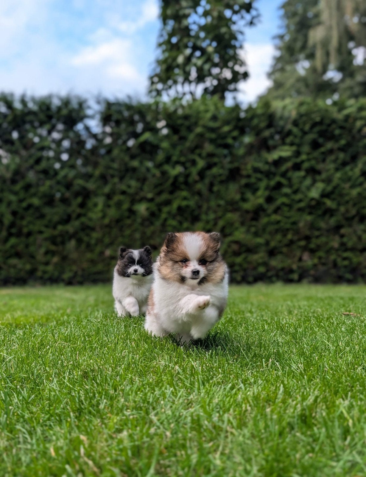 Pomeriaan/dwergkees. teefje is verkocht, Dieren en Toebehoren, Keeshond, 8 tot 15 weken, Meerdere dieren, Eén hond