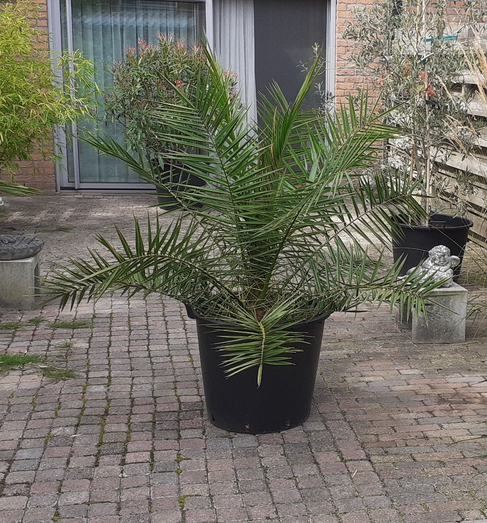 Phoenix Canariensis  (Canarische Dadelpalm), Volle zon, Vaste plant, Bloeit niet, Ophalen
