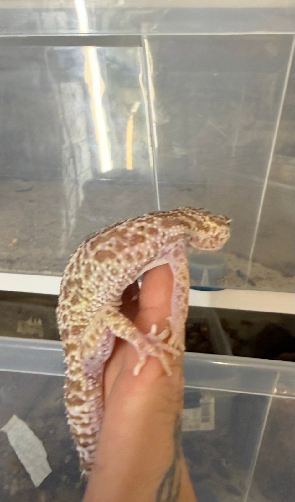 Luipaard Gekko super raptor 3x vrouw Leopard Gecko photo 2