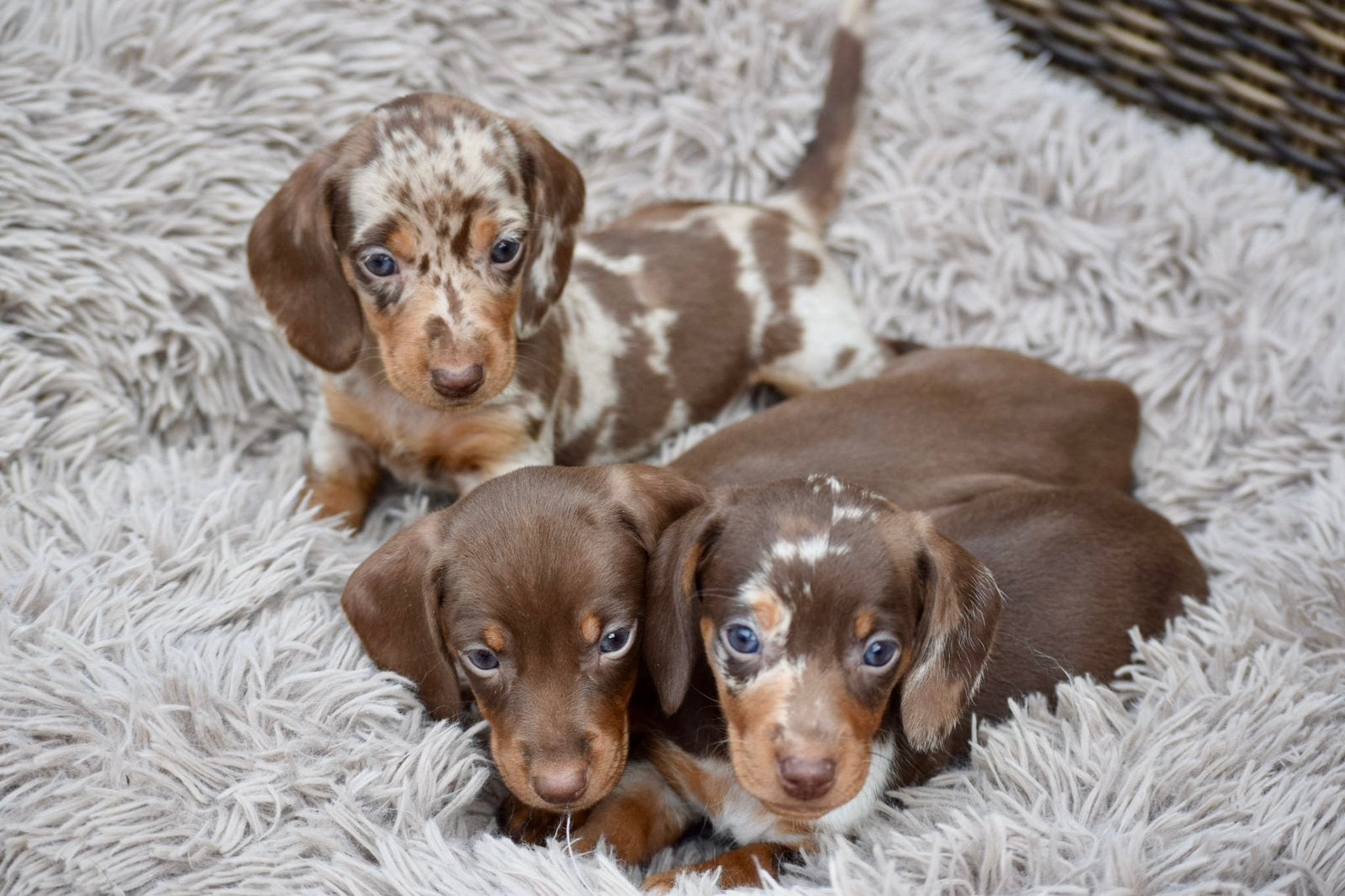 ❤️❤️Super mooie dwergteckel pups❤️❤️, 8 tot 15 weken, Korthaar, Dwerg, Meerdere