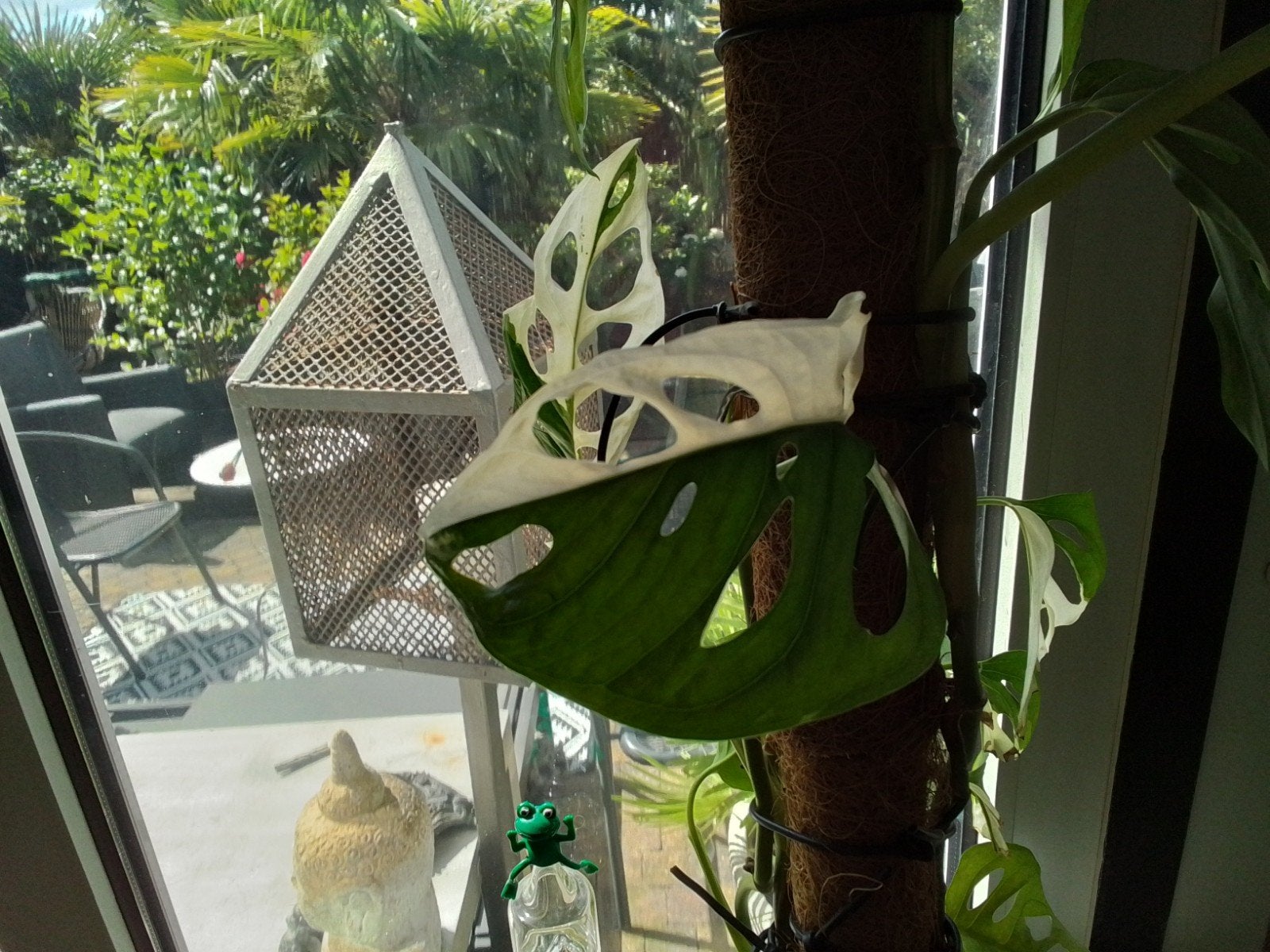 planten, Ophalen, Overige soorten, Halfschaduw