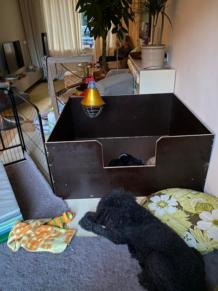 Fijne Werpkist van Betonplex 122/113cm voor middelmaat hond, Ophalen