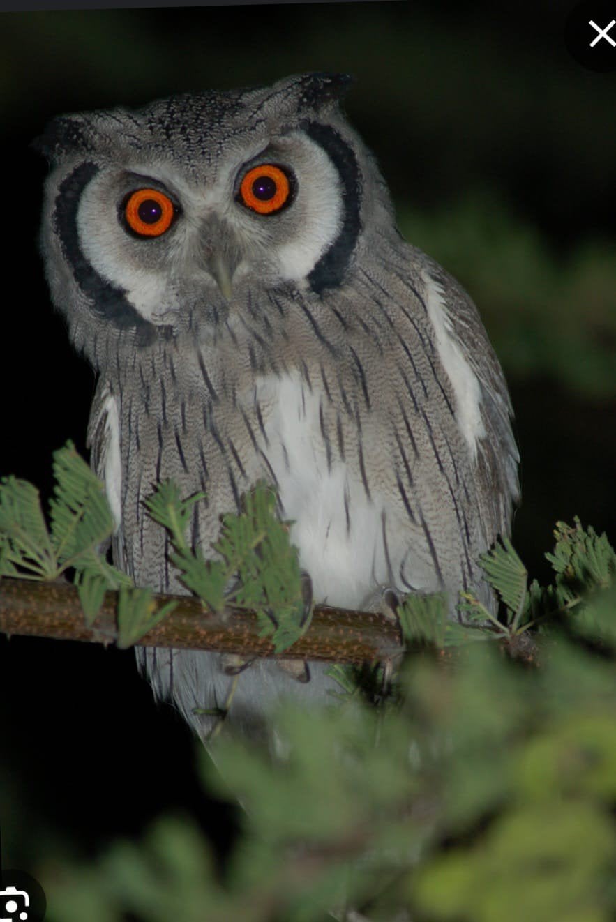 Witwangdwergooruil, Dieren en Toebehoren, Vogels | Overige Vogels, Mannelijk, Roofvogel, Geringd