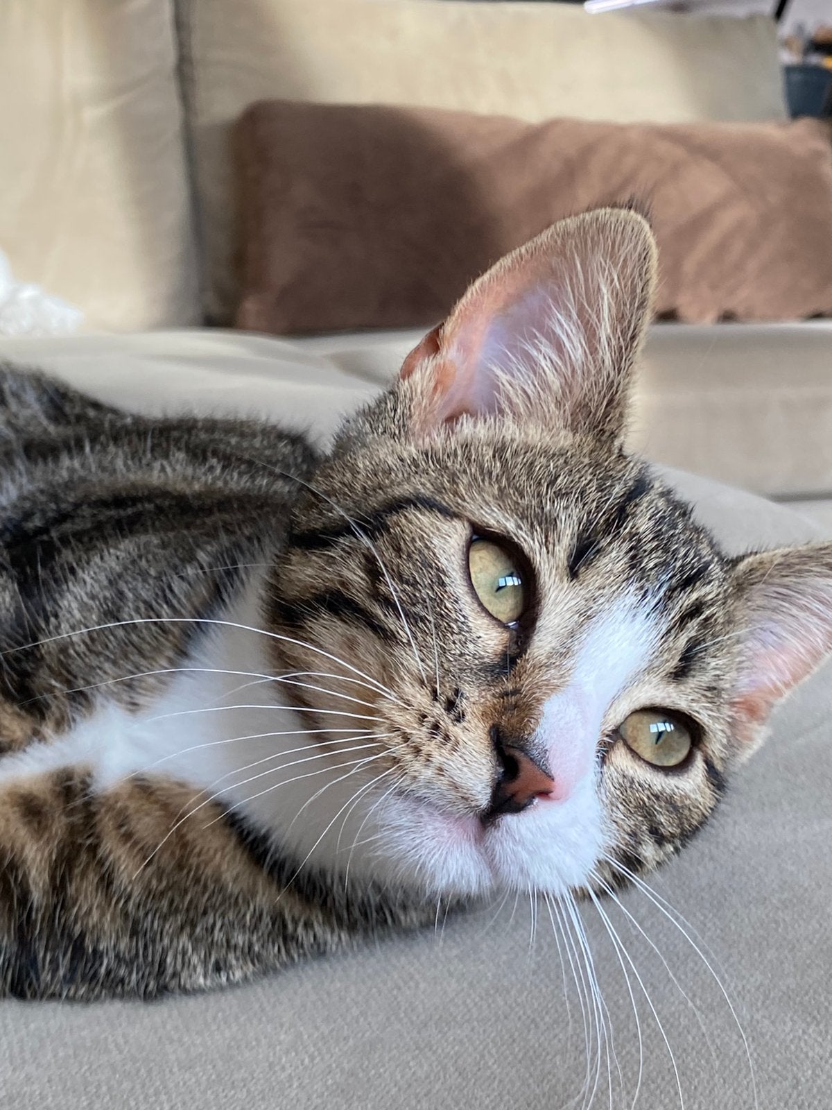 GEZOCHT DEKKATER!! Europese korthaar, Dieren en Toebehoren, Katten en Kittens | Overige Katten, Kater