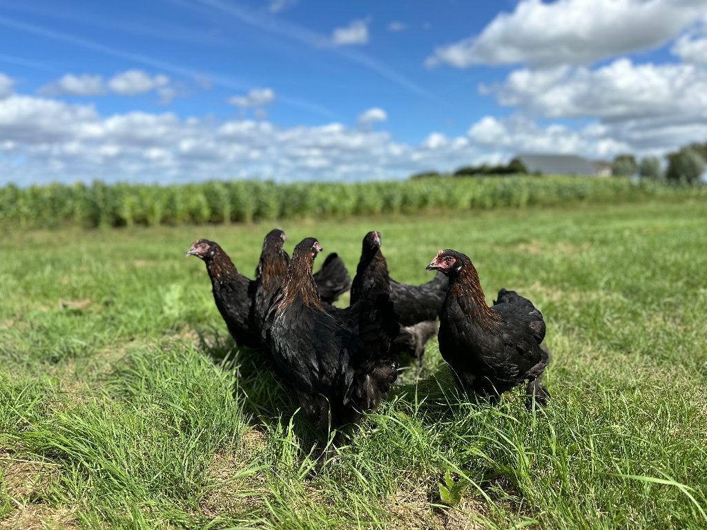 Jonge tamme Marans kippen gesekst & ingeënt, Dieren en Toebehoren, Pluimvee, Vrouwelijk, Kip