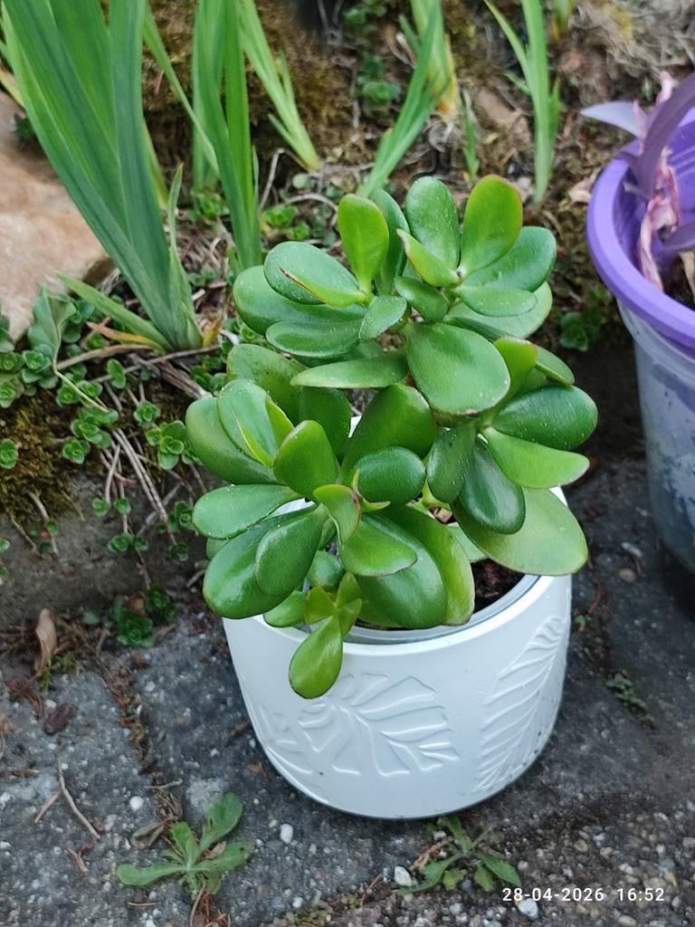 Crasulas, Tuin en Terras, Bloempotten, Ophalen, Rond, Aardewerk, Minder dan 40 cm