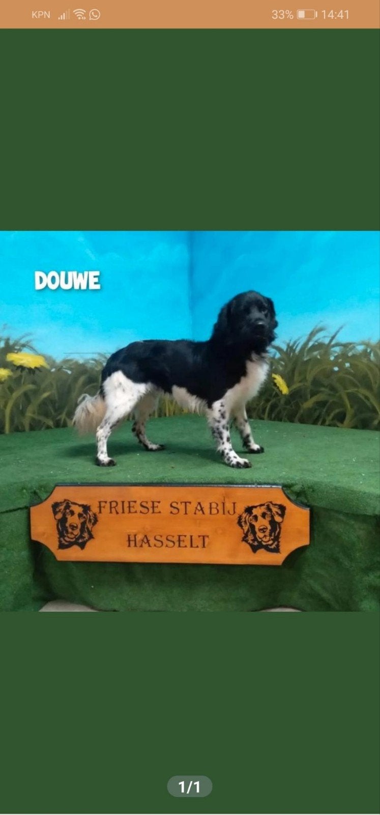 Friese stabij puppies  nog  3 reutje, Reu, 8 tot 15 weken, Eén hond, Middel