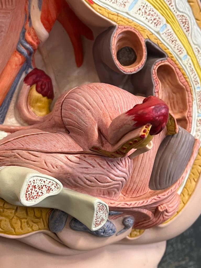 Groot anatomsich model bekken vrouw op wandplaat, Ophalen
