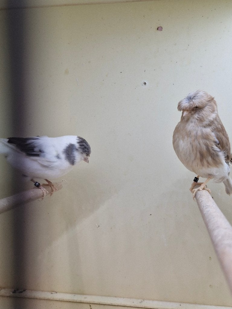Broedkooien met kanaries, Dieren en Toebehoren, Vogels | Kanaries, Meerdere dieren, Postuurkanarie