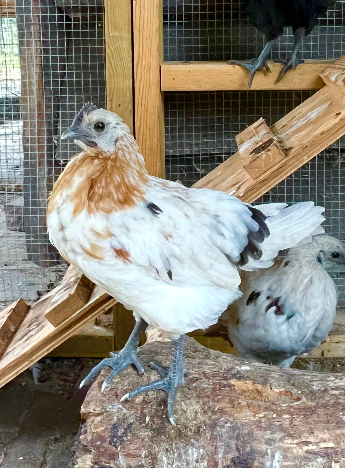 Grappig haantje, Dieren en Toebehoren, Pluimvee, Mannelijk, Kip