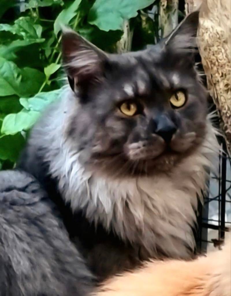 XXL Maine Coon Rus DEKKATER BlackSmoke GetestVriendelijkReus, Dieren en Toebehoren, 3 tot 5 jaar