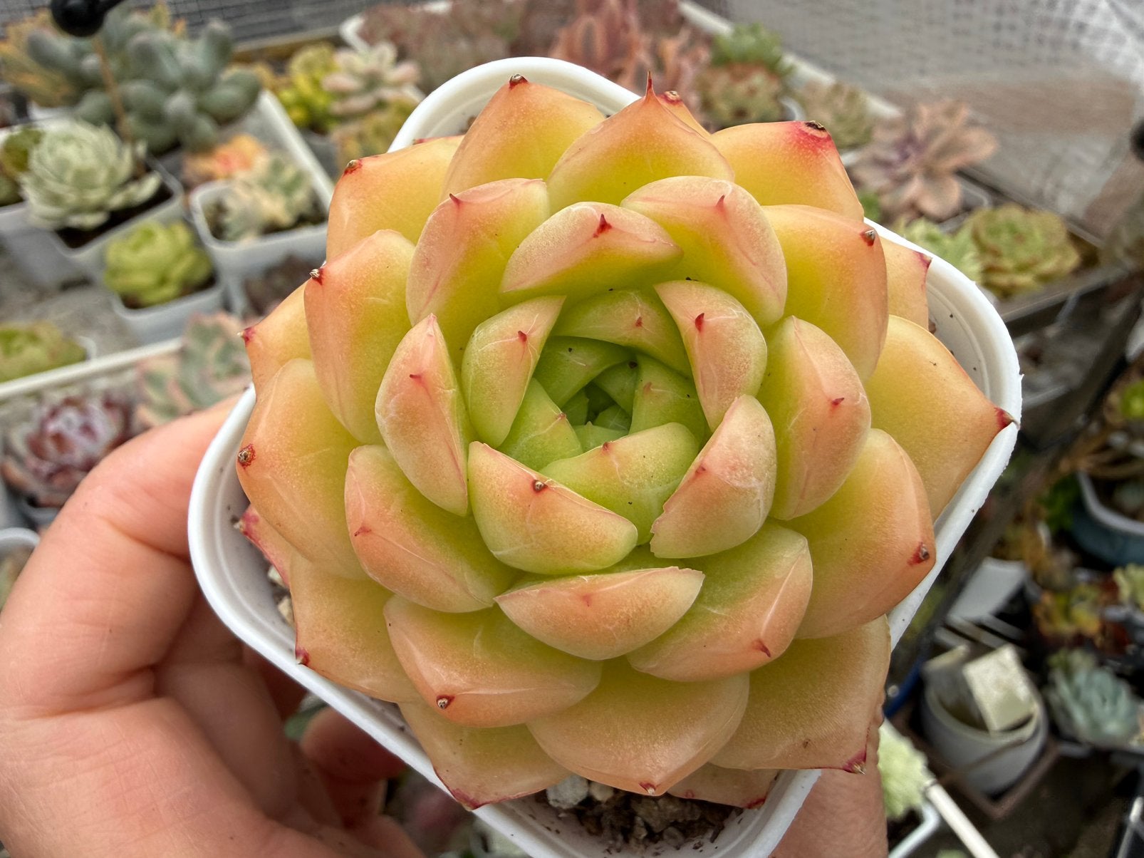 Echeveria Vitamin C Bubbles/pot 6.5cm/vetplant/succulent, Ophalen of Verzenden, Halfschaduw, Minder dan 100 cm