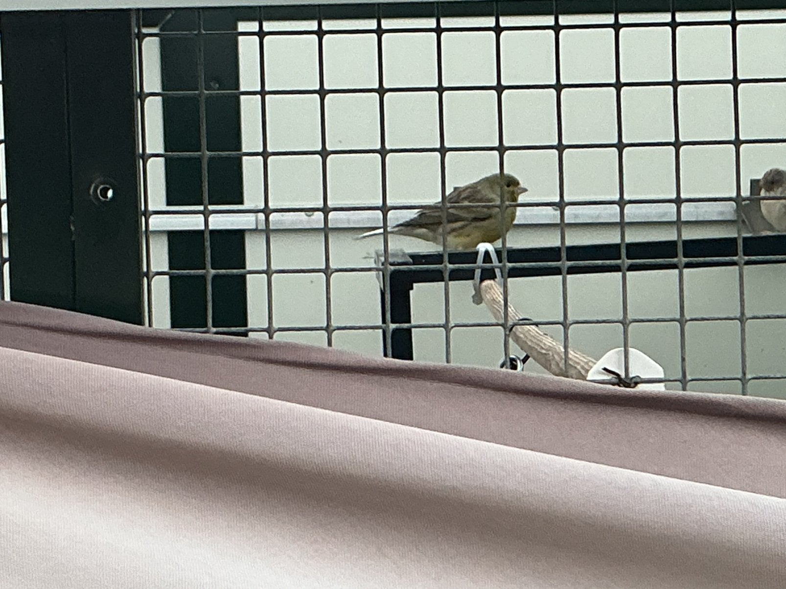 timbrado kanarie, Dieren en Toebehoren