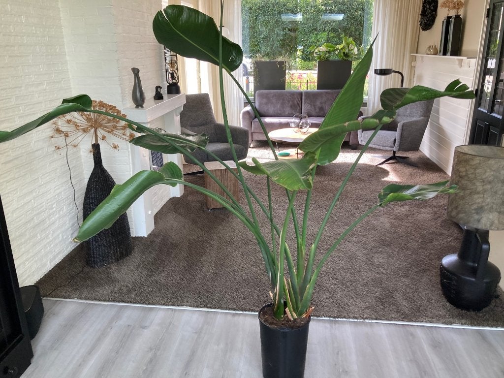 Grote Strelitzia Nnicolai, Ophalen, Overige soorten, 150 tot 200 cm, Volle zon