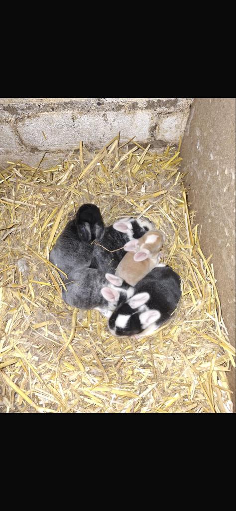 Jonge hang oor konijnen, Dieren en Toebehoren, Konijnen, Geslacht onbekend, 0 tot 2 jaar