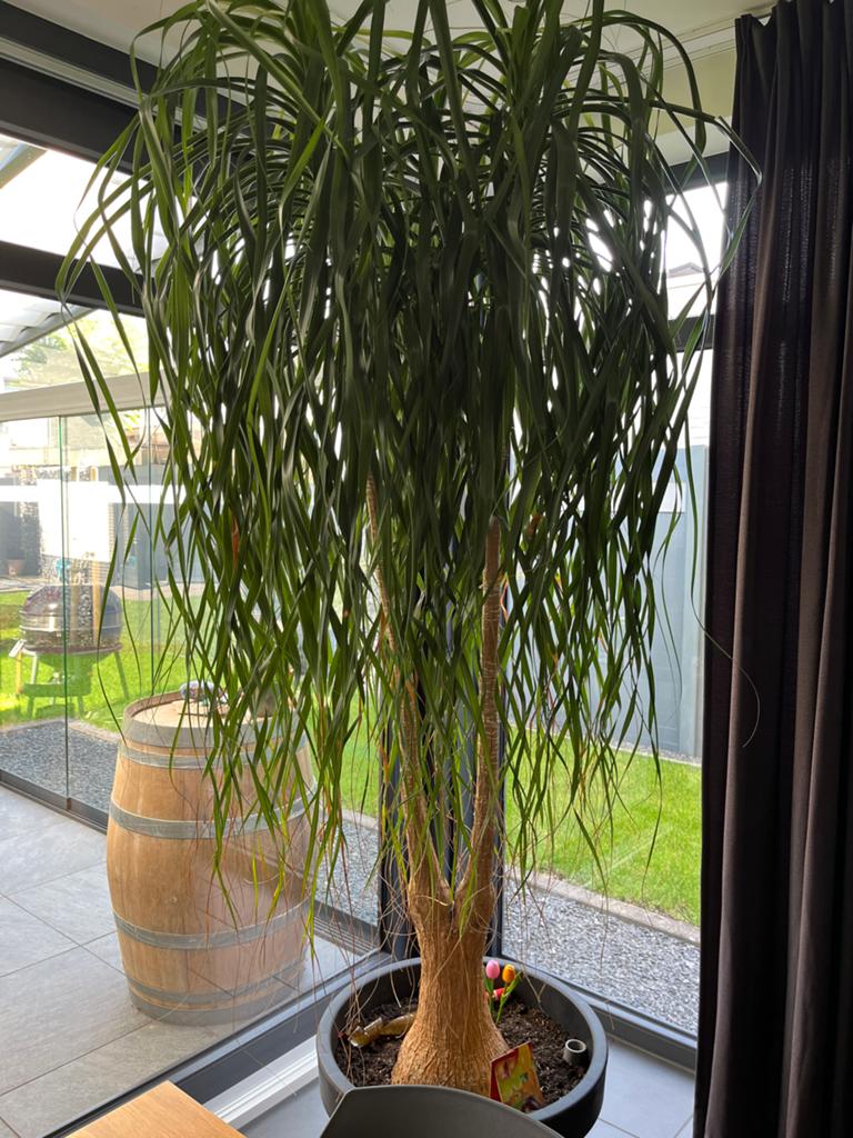 Grote Woonkamerplant - Olifantspoot (Beaucarnea recurvata), Huis en Inrichting, Kamerplanten, Ophalen, 200 cm of meer, Palm, Halfschaduw