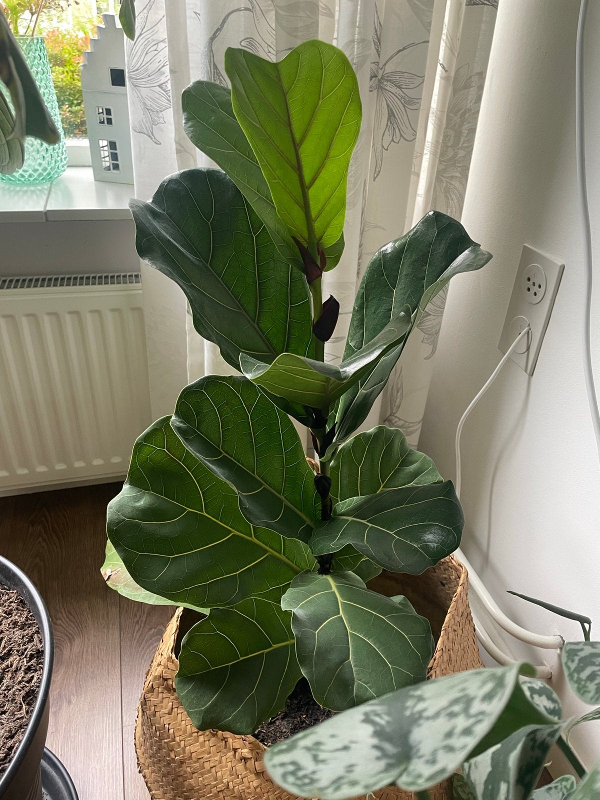 Ficus lyrata - Vioolbladplant - 1 meter hoog, Ophalen, Ficus, 100 tot 150 cm, Halfschaduw