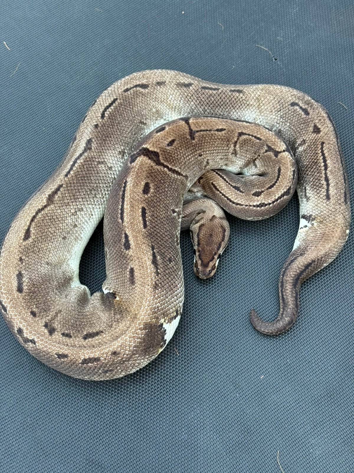 Vpi axanthic pied pinstripe, Slang
