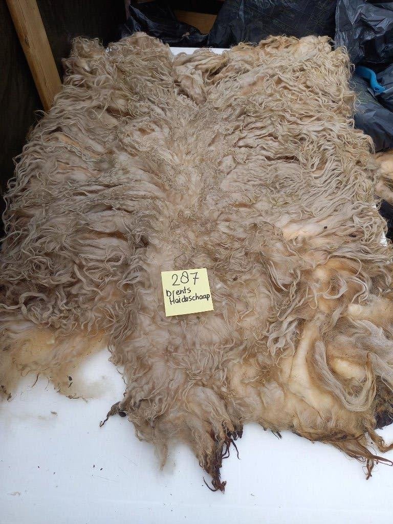 nr 287 Geschoren vacht van een Drents Heideschaap, Ophalen of Verzenden, Nieuw
