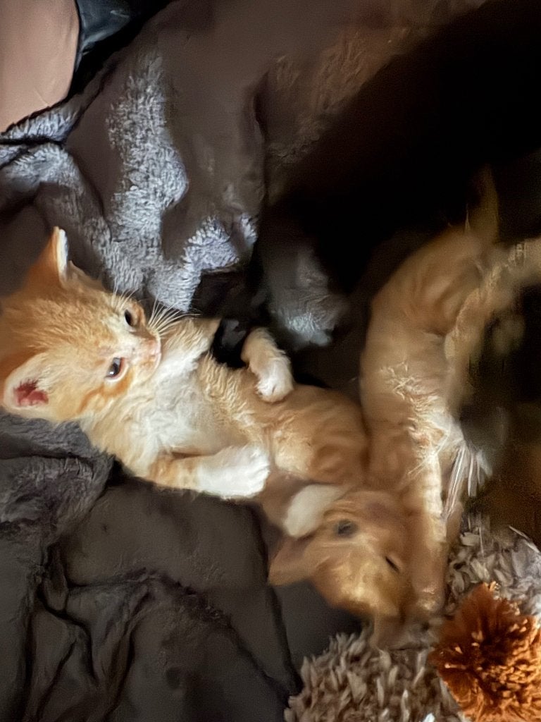Binnenkort! Hebben wij kittens te koop 😊Ze mogen weg in Okt, Dieren en Toebehoren, Meerdere dieren, Kortharig, 0 tot 2 jaar
