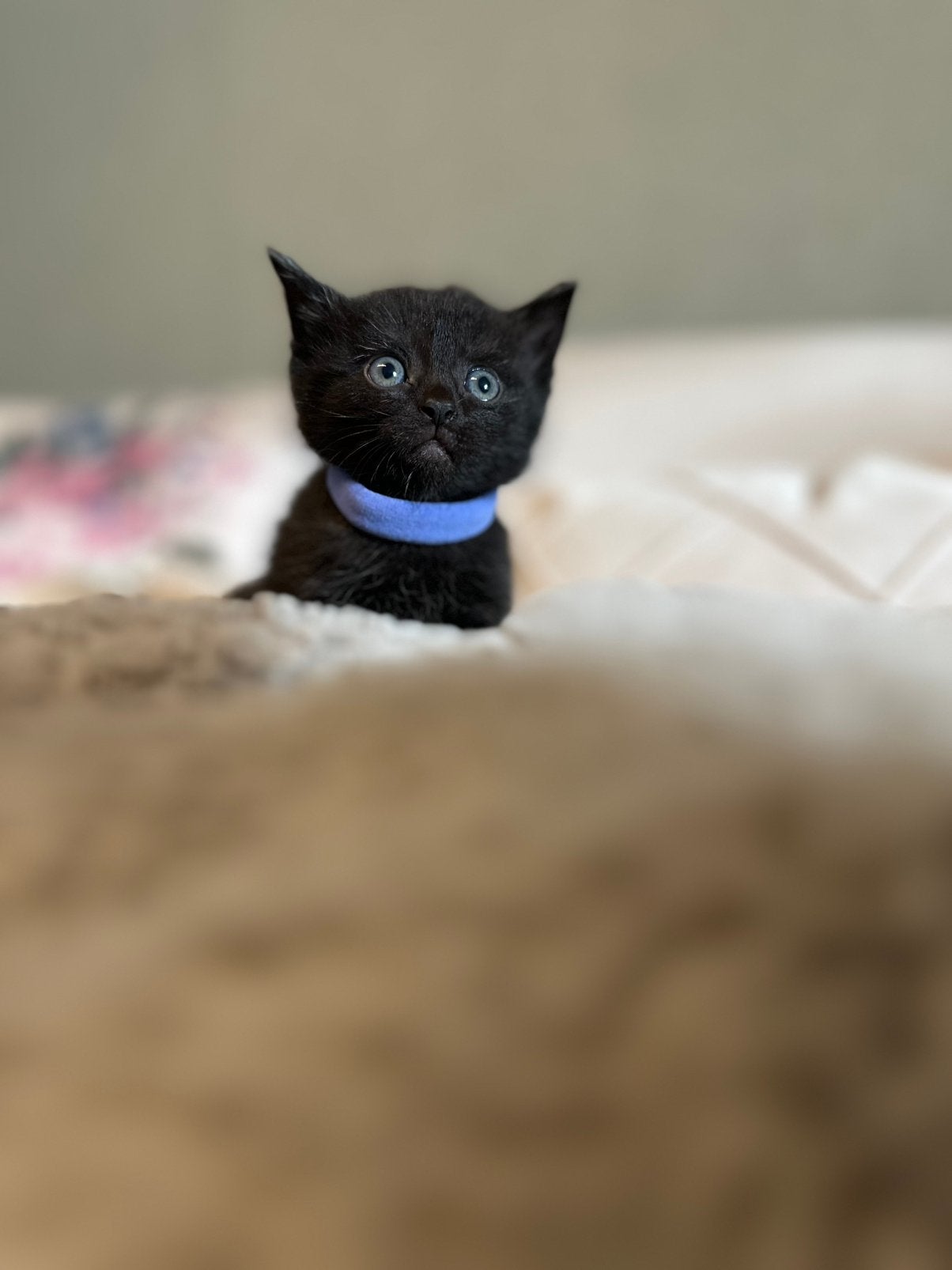 Kittens, Dieren en Toebehoren, Meerdere dieren