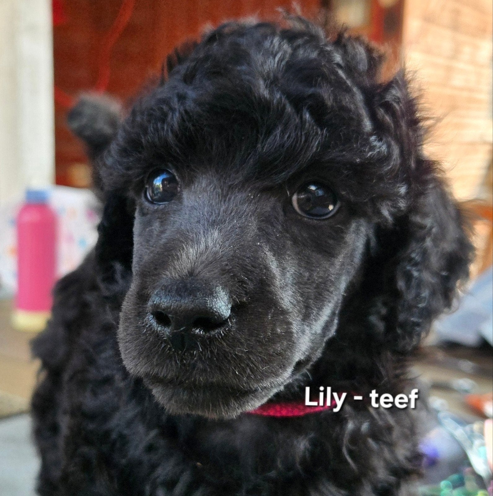 Prachtige poedel outcross pups | DNA-geteste ouderdieren, Dieren en Toebehoren, Honden | Chihuahua's en Gezelschapshonden, Poedel