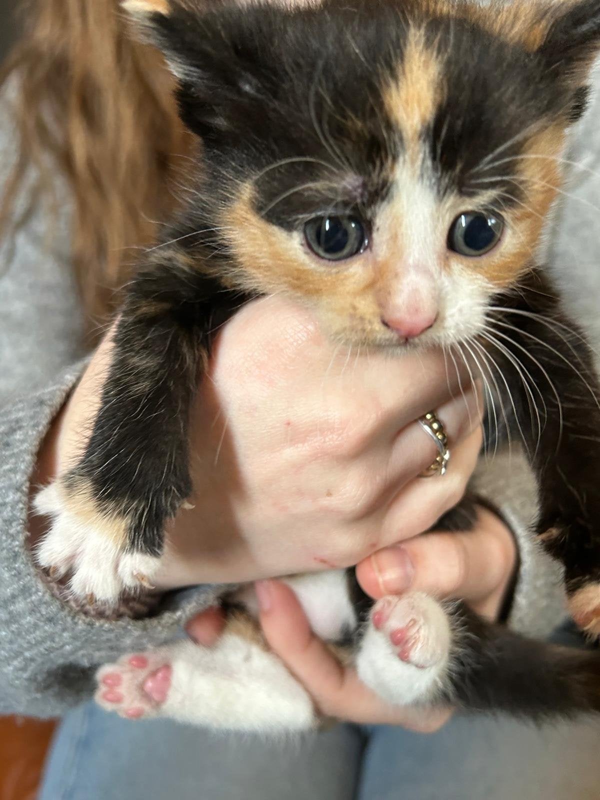 Kittens, Meerdere dieren, 0 tot 2 jaar