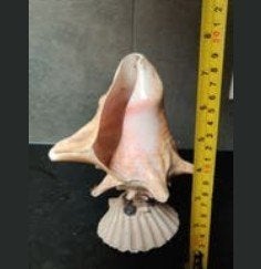 Decoratieve Schelp op Voet - Uniek Stuk, Ophalen, Gebruikt