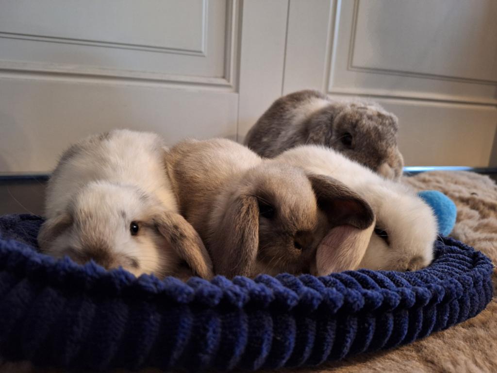 NHD-konijn hangoor dwerg konijntjes, Meerdere dieren, Dwerg, Hangoor, 0 tot 2 jaar