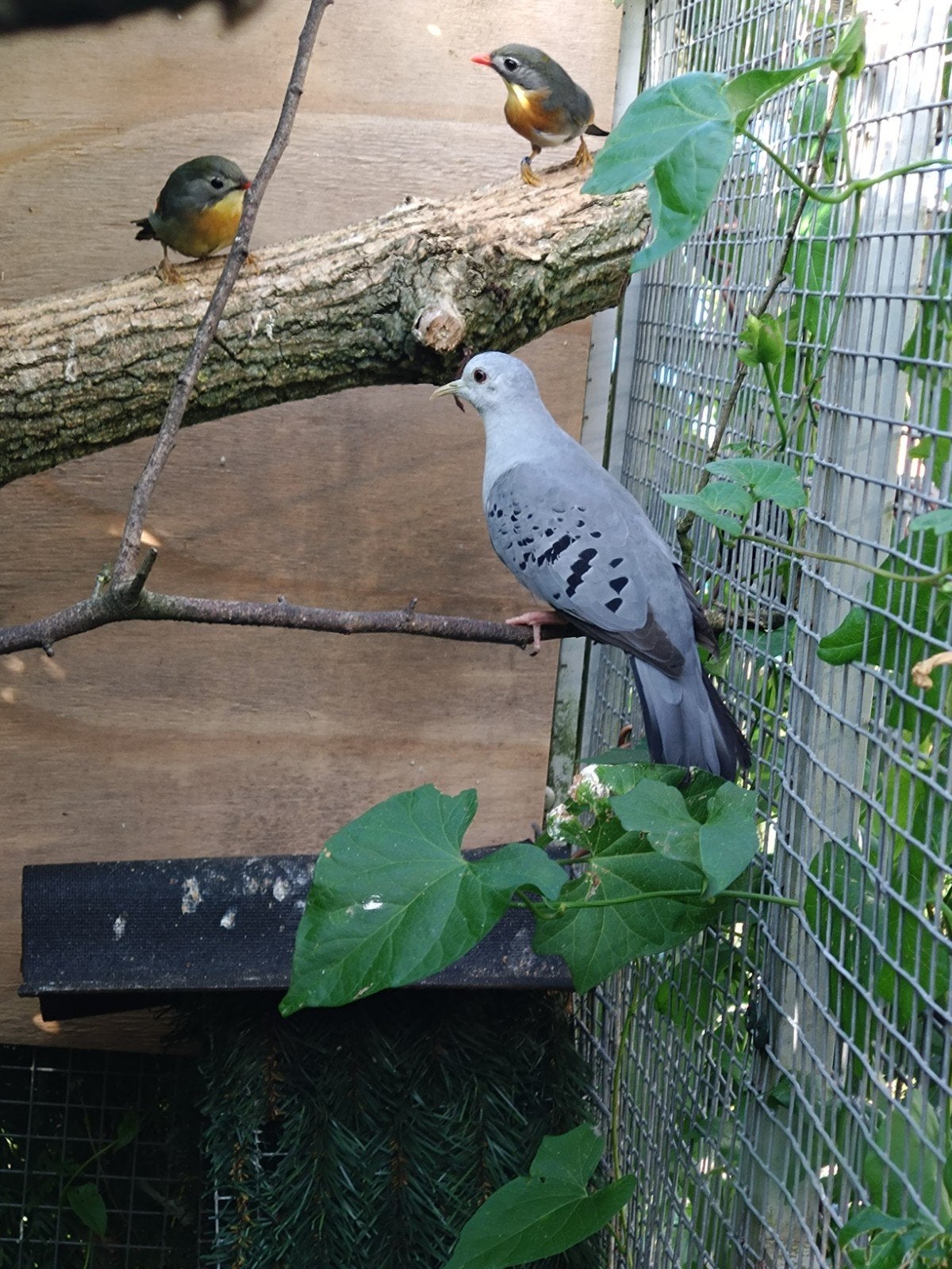 blauwe grond duiven, Dieren en Toebehoren, Vogels | Overige Vogels, Meerdere dieren, Geringd