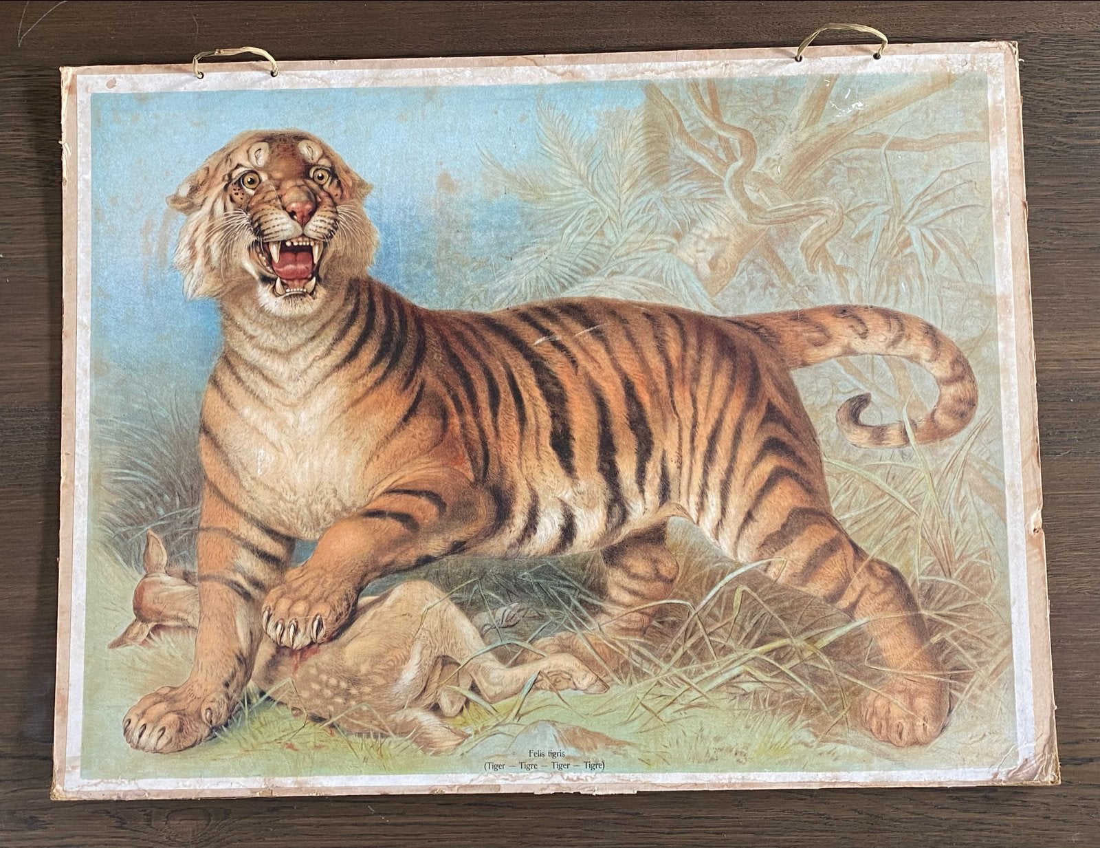 Vintage schoolplaat tijger met prooi - Natuur & Biologie, Antiek en Kunst, Ophalen, Natuur en Biologie