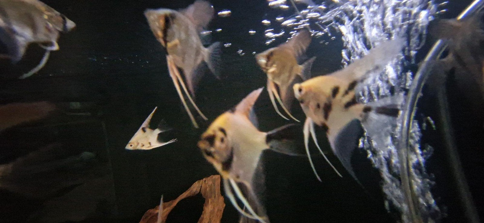 Diverse soorten maanvissen, Dieren en Toebehoren, Vis