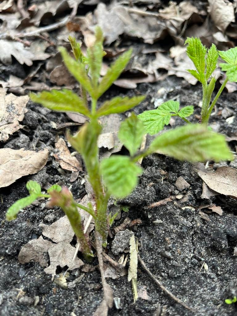 Verschillense tuinplanten, Tuin en Terras, Ophalen, Overige soorten, Volle zon
