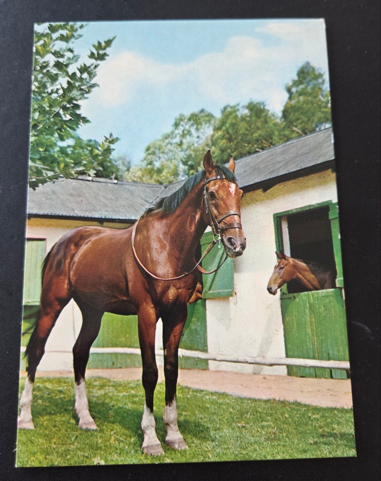 Paard - Dierenbescherming, Verzamelen, Ansichtkaarten | Dieren, Ongelopen, 1960 tot 1980, Paard, Ophalen of Verzenden