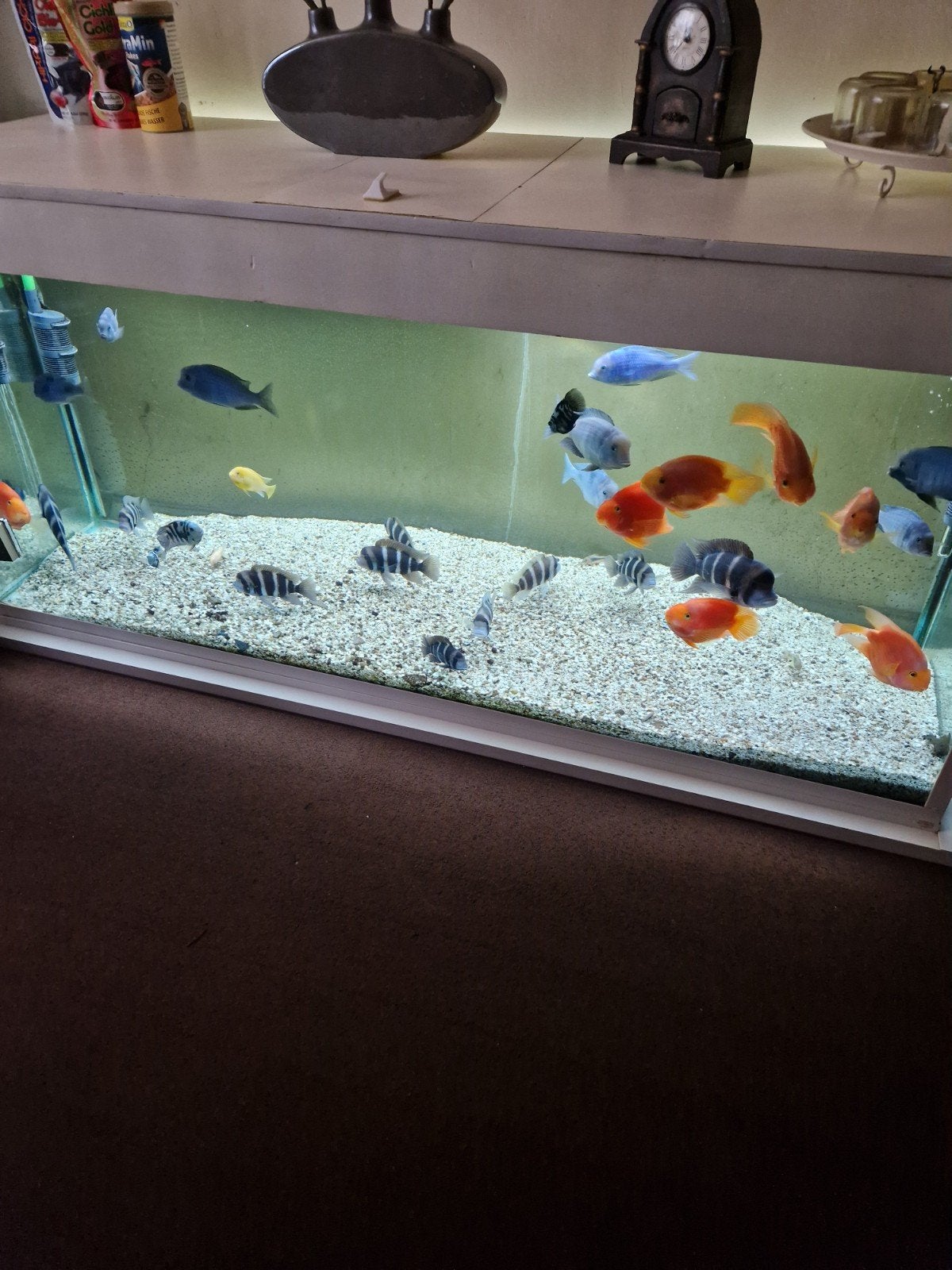 aquarium 180x60x70, Dieren en Toebehoren, Ophalen, Gebruikt, Gevuld zoetwateraquarium