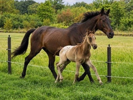 fokmerrie met zeer apar veulen , shetlanderkoppel , rijponys, Met stamboom