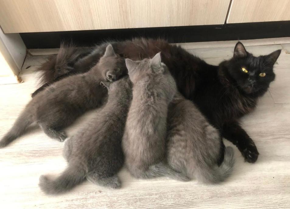 Ragdoll X britse langhaar kittens, Dieren en Toebehoren, Katten en Kittens | Raskatten | Langhaar, Meerdere dieren