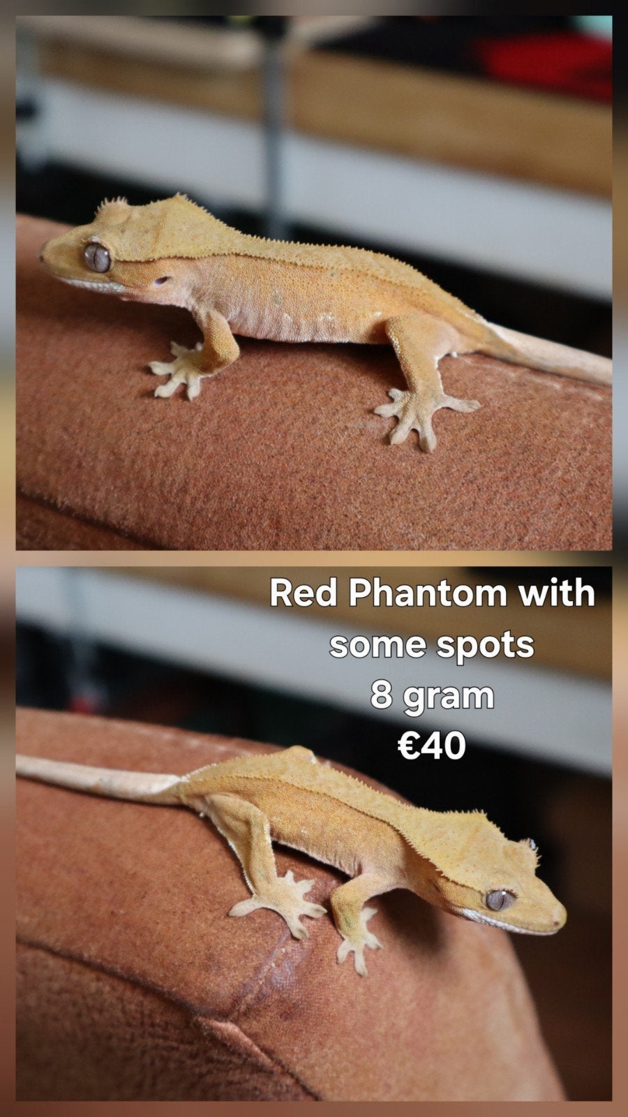 0.0.1 Wimpergekko (Crested Gecko) Red Phantom, Dieren en Toebehoren, Hagedis, Tam, 0 tot 2 jaar