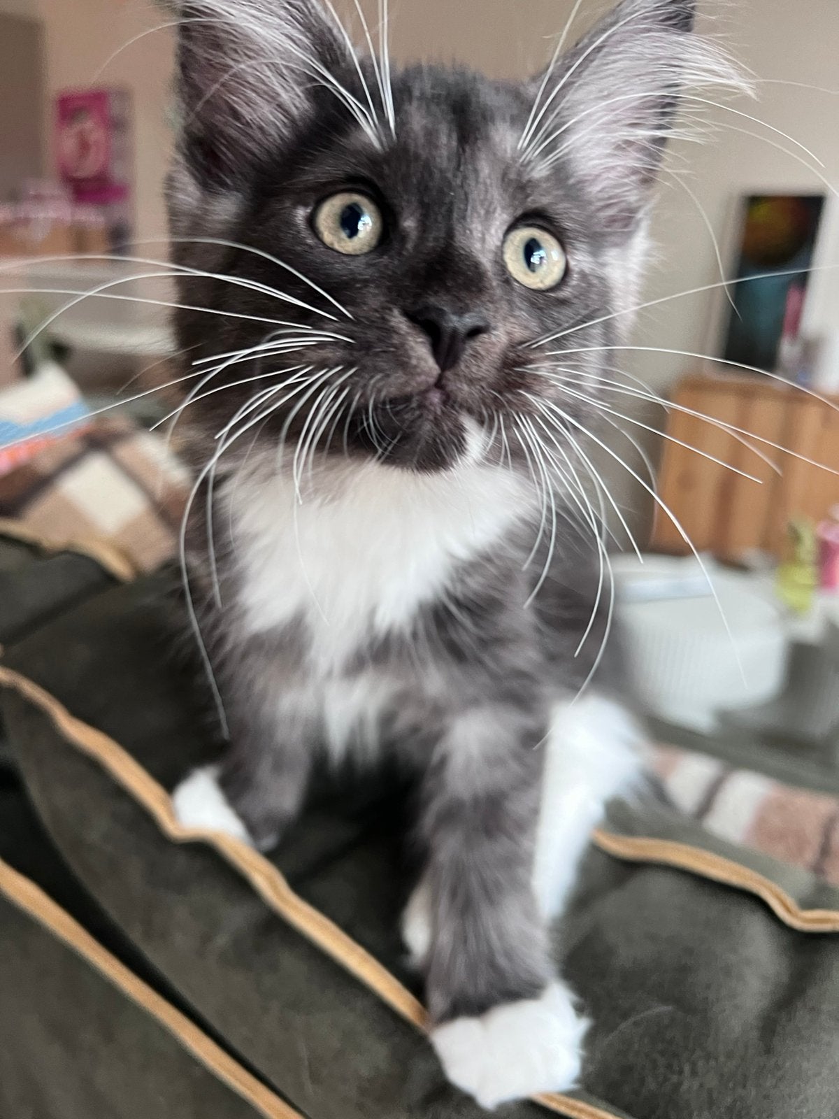 Prachtige Maine Coon kittens 🩷🩷💙, Dieren en Toebehoren, Meerdere dieren, Ontwormd