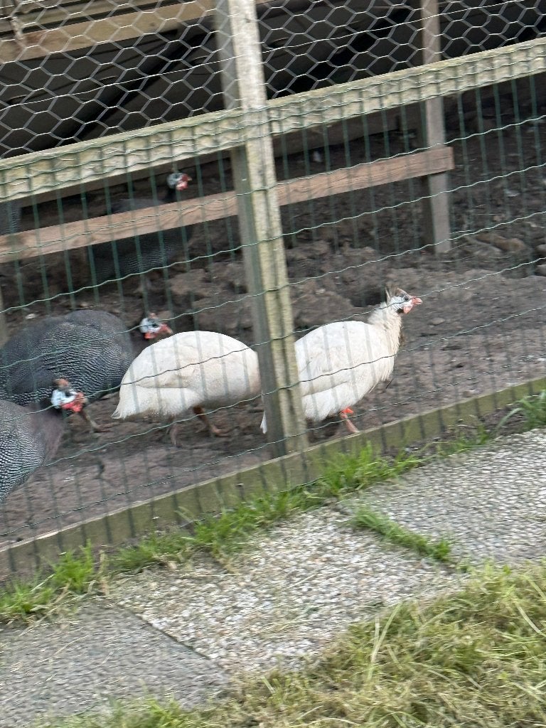 Parelhoenders poelepetaat stipkip politiekip en kuikens, Dieren en Toebehoren, Pluimvee, Meerdere dieren, Kip